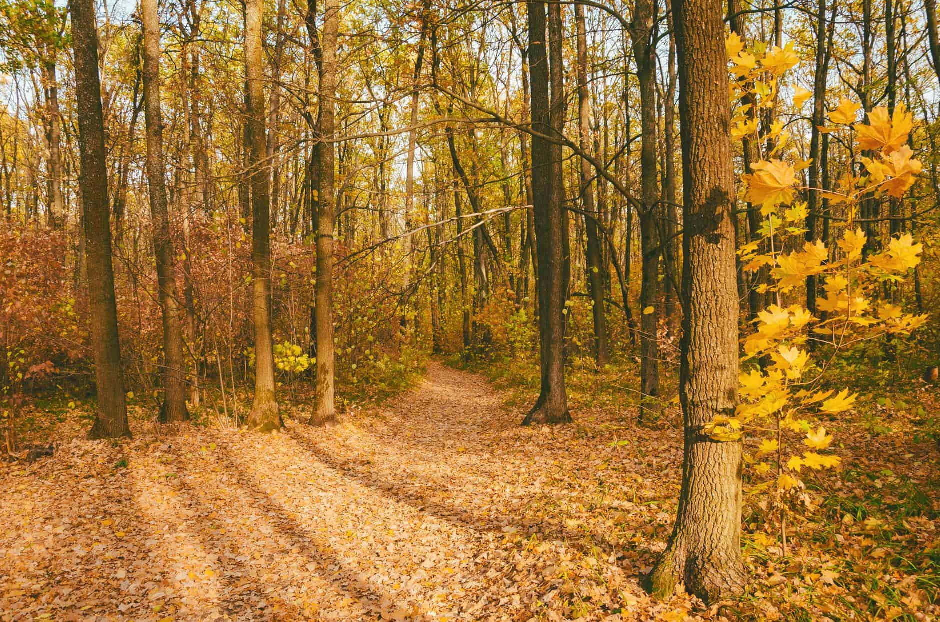 A tranquil path through a sunlit forest with vibrant fall foliage, perfect for nature exploration.