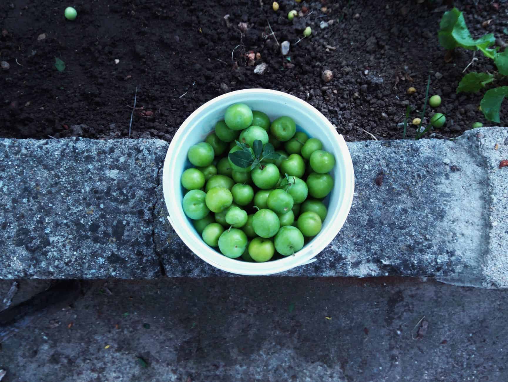 A bowl of ripe green plums freshly picked from a garden in Tekirdağ, Turkey.